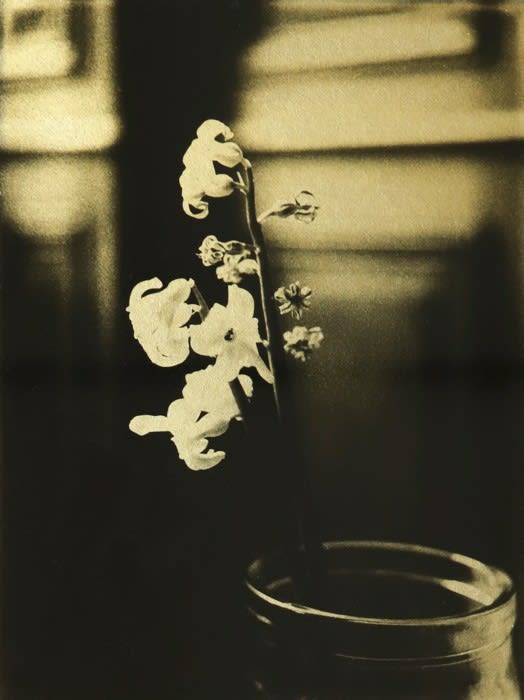 Naohiro Ninomiya, Glanage-5, 2019