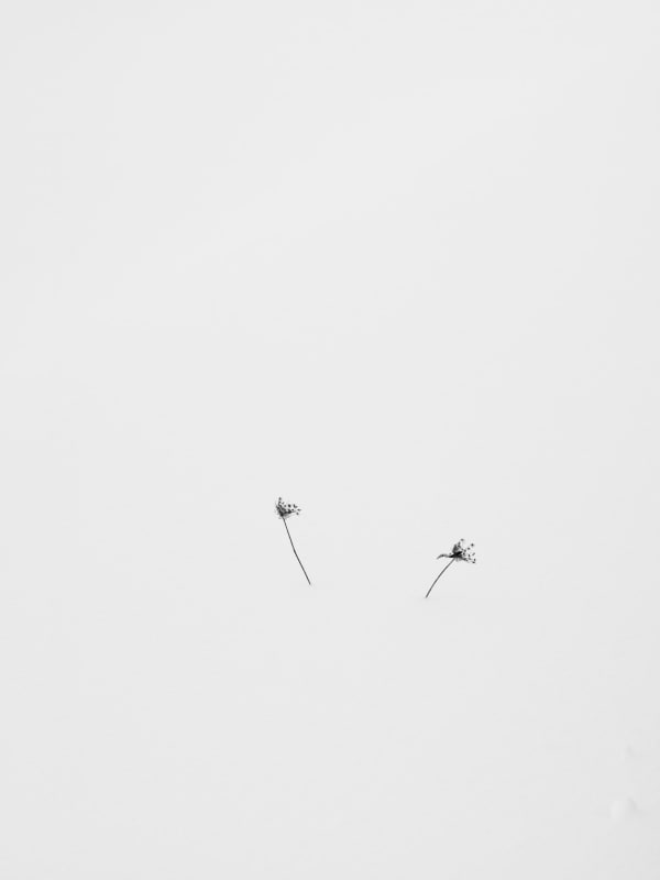 Yoshinori Saito, Ponmenoko, 2013