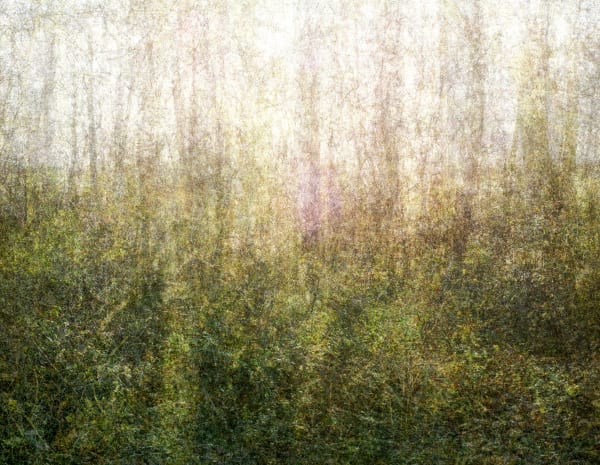 Hideyuki Ishibashi, « Bois parisien 21/11/2020 14:05 – 16:00 », 2020