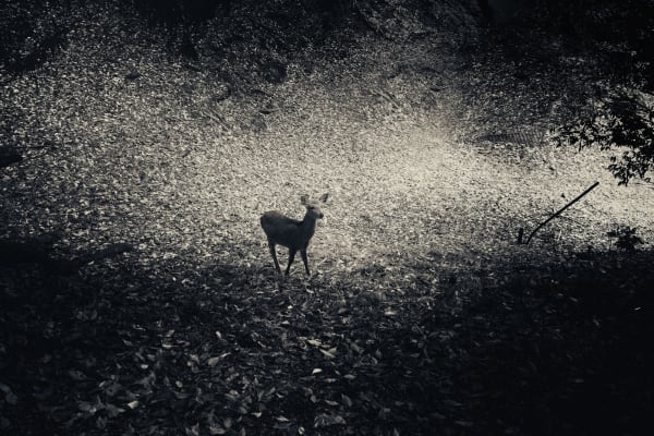 Albarrán Cabrera, The Mouth of Krishna #366, 2015