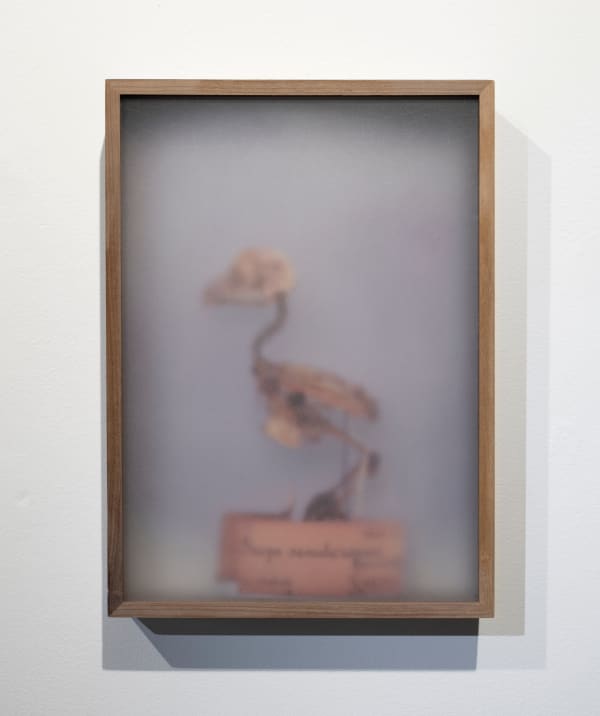 Casper Faassen, ReCollection Siebold 1, 2023