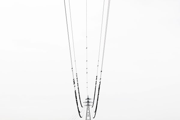 Yoshinori Mizutani, Kawau 007, 2015