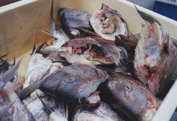 Ryudai Takano, 2004.10.13 #A32 (Daily Snapshots), 2004