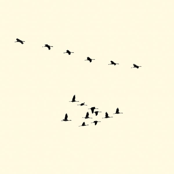 François Laxalt, Seize / Sixteen, 2009