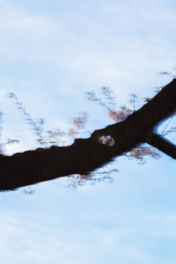 Yoshinori Mizutani, Sakura 007, 2015