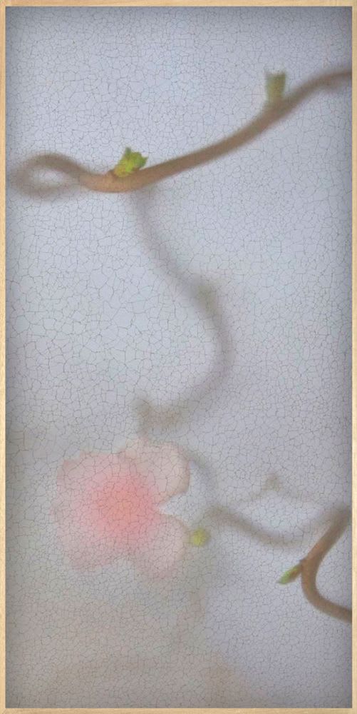 Casper Faassen, Mezame, 2016