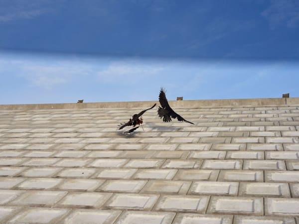 Guillaume Simoneau, Untitled from Murder (fight 03), Takeo City, Saga pref, Japan, 2016