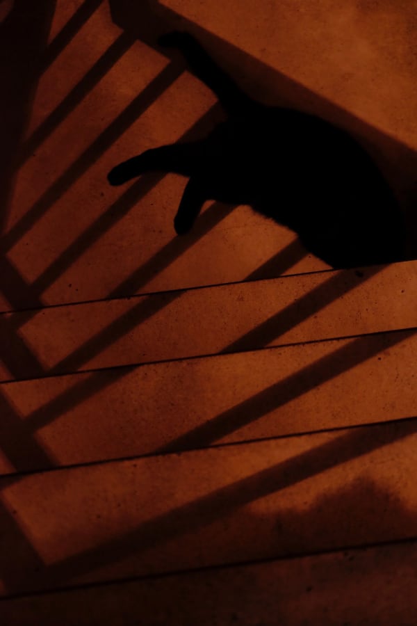 NEKO Project, Kentaro Araki - Untitled, 2016