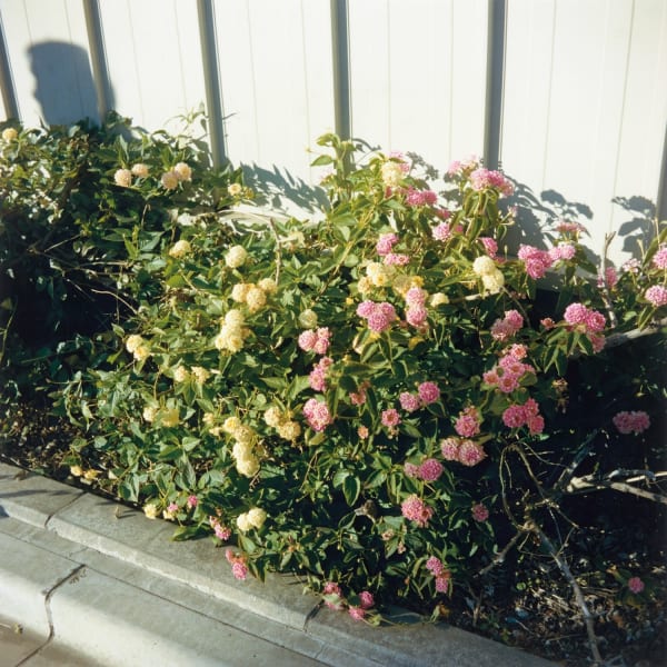 Mikiko Hara, Untitled from Medeia (#294)