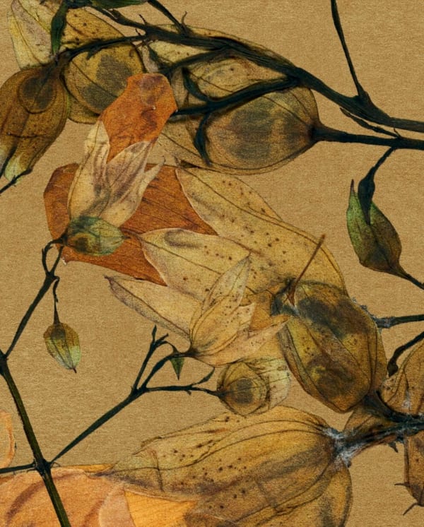 FLORE, FL-250 Bignone Rose, 2023