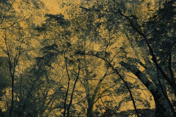 Albarrán Cabrera, The Mouth of Krishna #34720, 2018/2018