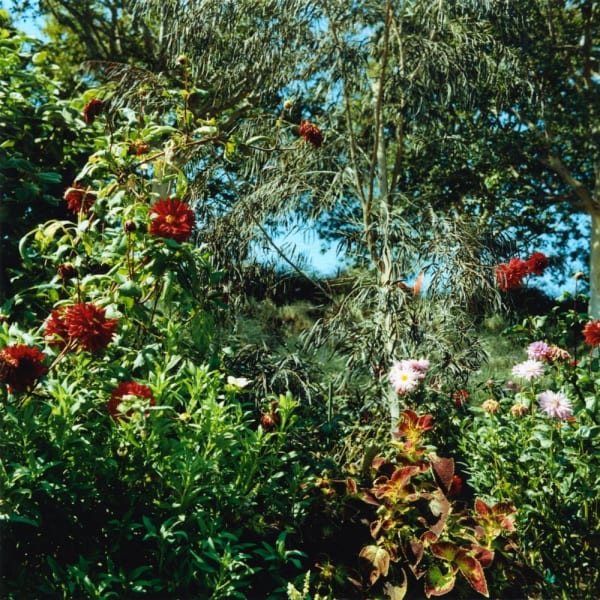 Mikiko Hara, Untitled, 2014 from These are Days (#066), 2014