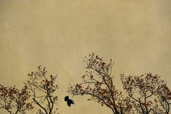 Albarrán Cabrera, The Mouth of Krishna #740, 2019