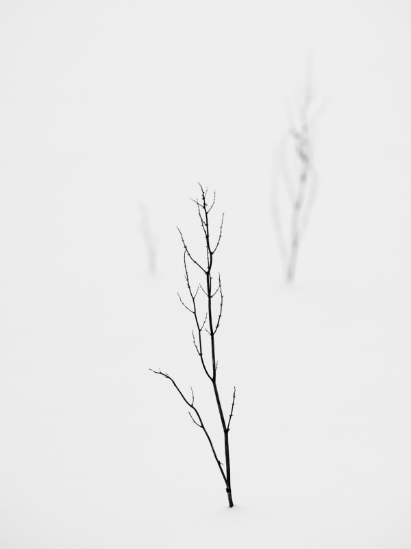 Yoshinori Saito, Mici, 2013