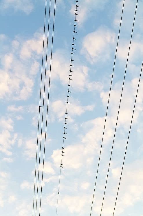 Yoshinori Mizutani, Tokyo Parrots 011, 2013