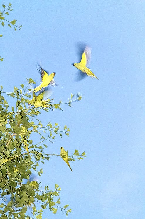 Yoshinori Mizutani, Tokyo Parrots 009, 2013