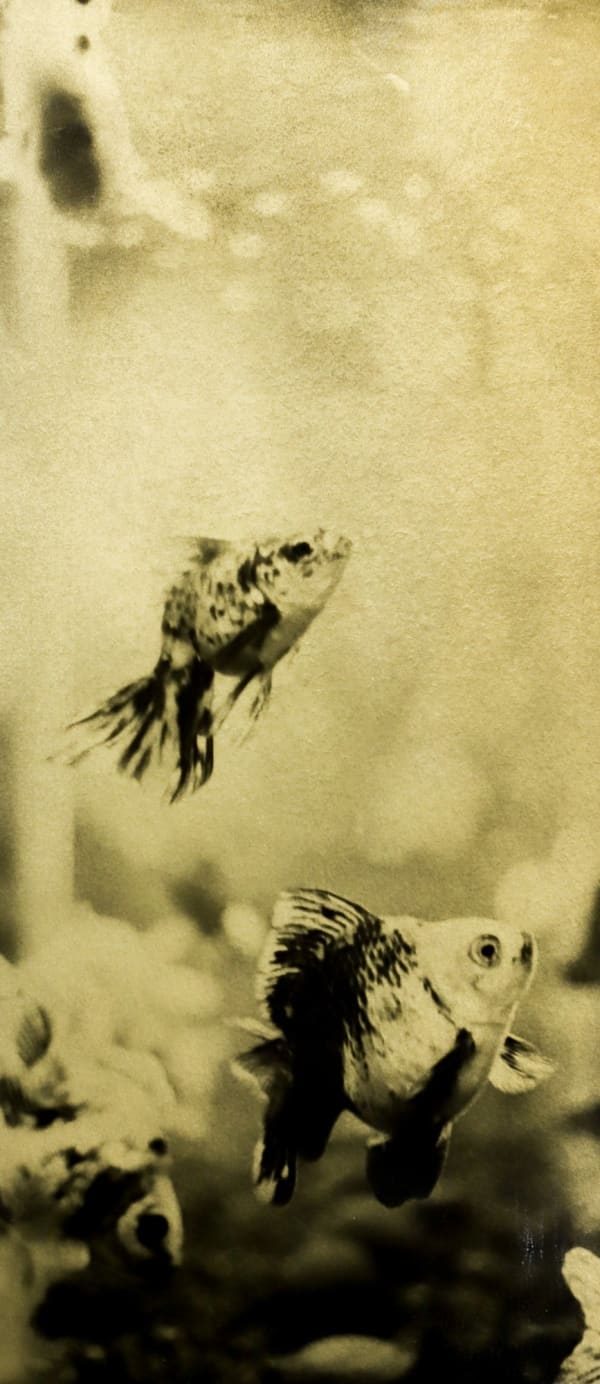 Naohiro Ninomiya, Glanage-81, 2019