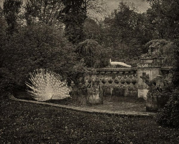 L'odeur de la nuit était celle du jasmin