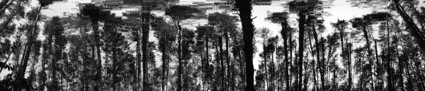 Anton Kusters, Predator I, 2025