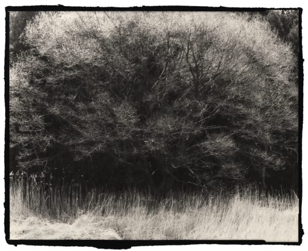Nobuyuki Kobayashi, zenchi, 2019