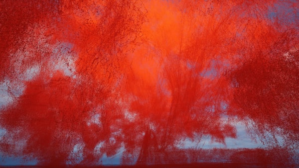 Anton Kusters, Inter, Remnants II, 2024