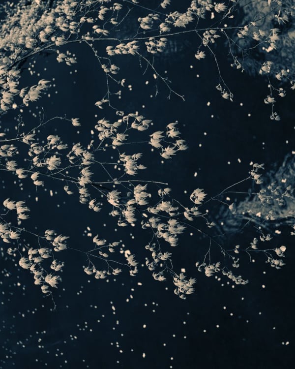 Albarrán Cabrera, The Mouth of Krishna #280, 2015