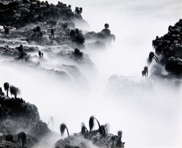 Various International Artists, Wynn Bullock - Sea Palms, 1968