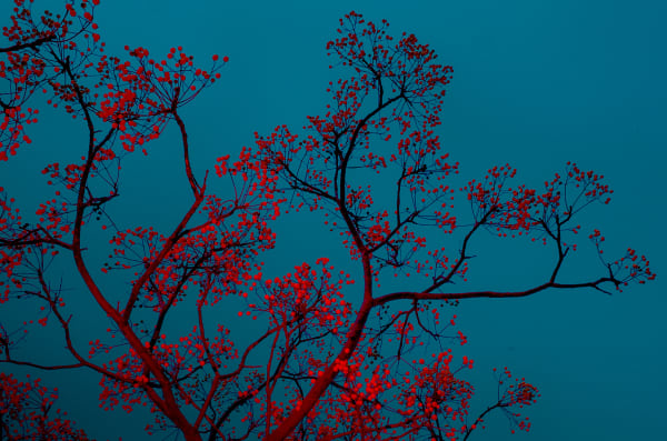 Paul Cupido, Mukayu #28, 2019