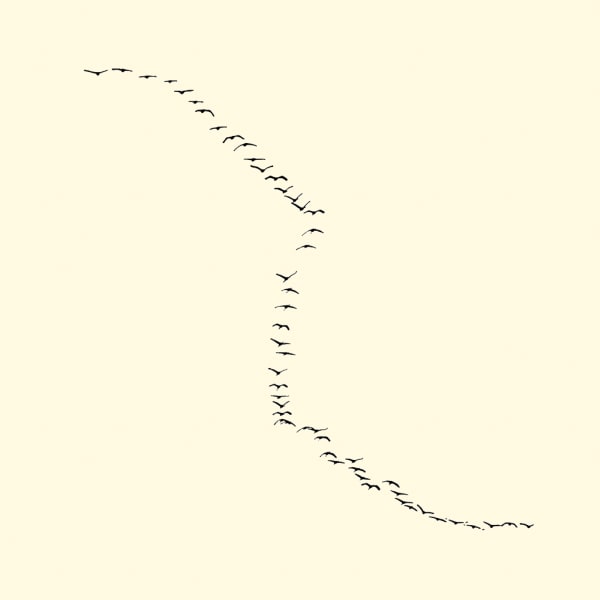 François Laxalt, Cinquante Deux / Fifty two, 2009