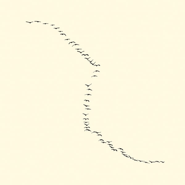 François Laxalt, Cinquante Deux / Fifty two, 2009