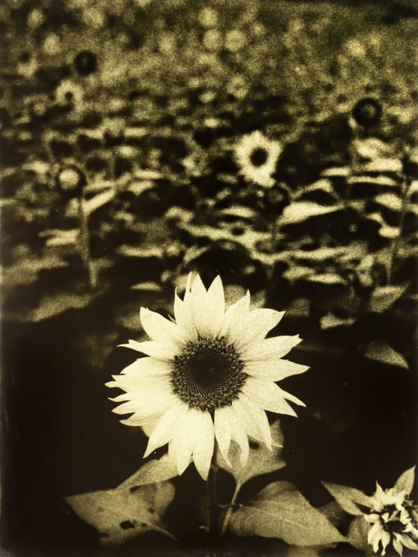 Naohiro Ninomiya, Glanage-50, 2021