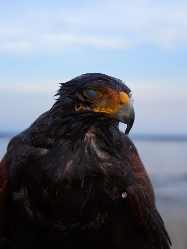 Guillaume Simoneau, Untitled from Murder (after the fight 02), Takeo City, Saga Pref, Japan, 2016