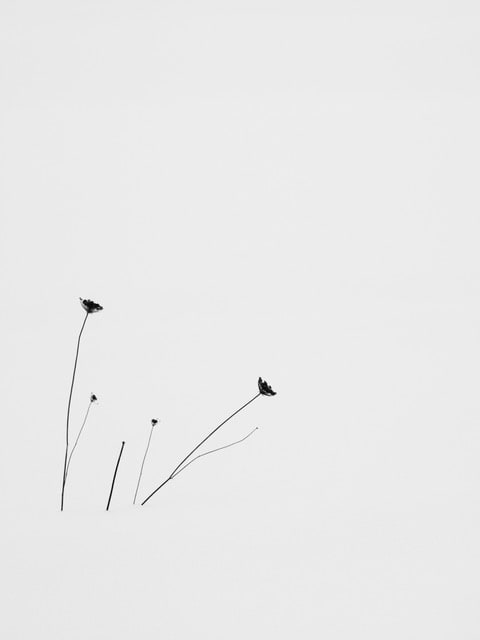 Yoshinori Saito, Pituntunke, 2013