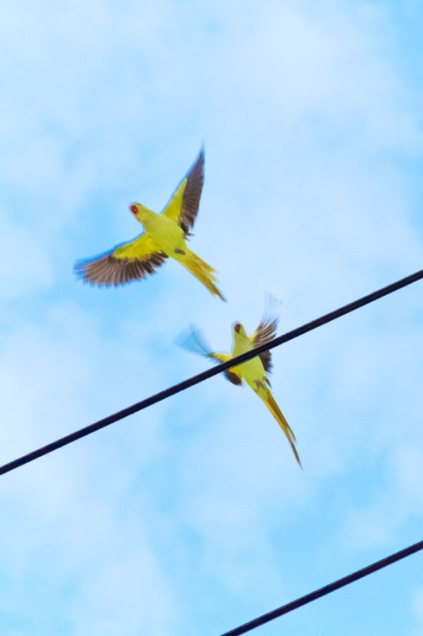 Yoshinori Mizutani, Tokyo Parrots 056, 2013