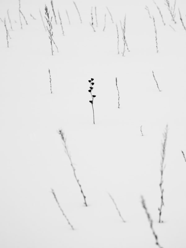 Yoshinori Saito, Sinotca, 2013