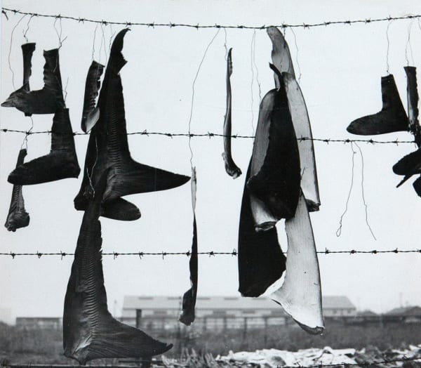 Kiyoshi Niiyama, Shark Fins, 1956