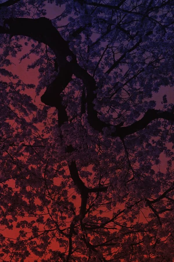 Albarrán Cabrera, The Mouth of Krishna #60455, 2018