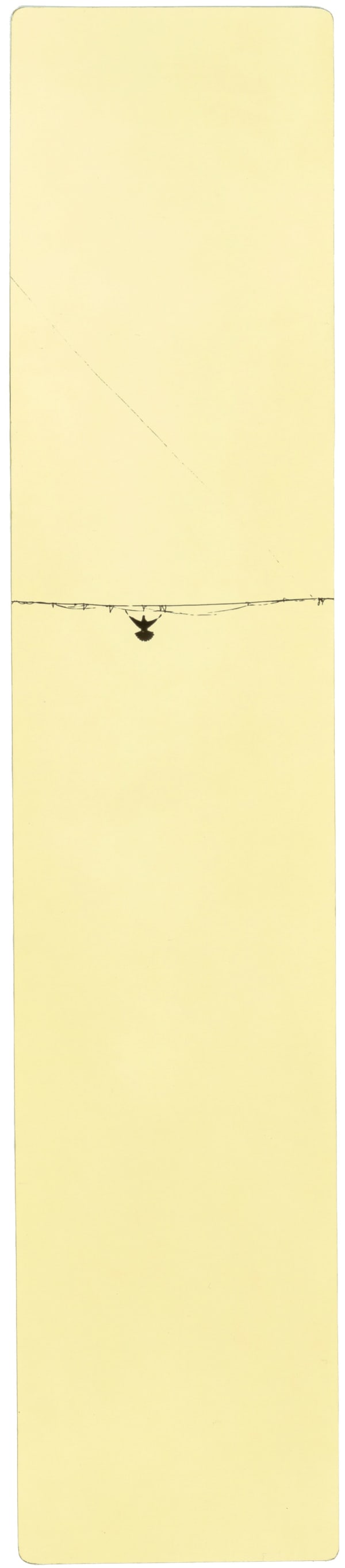 Miho Kajioka, BK0160, 2016