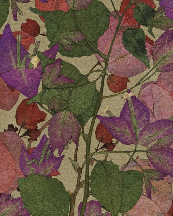 FLORE, FL-254 Boigainvillier, 2023