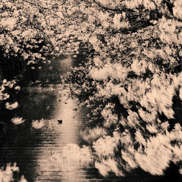 Albarrán Cabrera, The Mouth of Krishna #138, 2013/2014