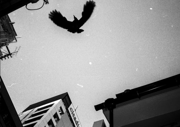 Ronin de Goede, Diary No. 241812 , 2016/2020