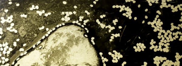 Naohiro Ninomiya, Glanage-60, 2022