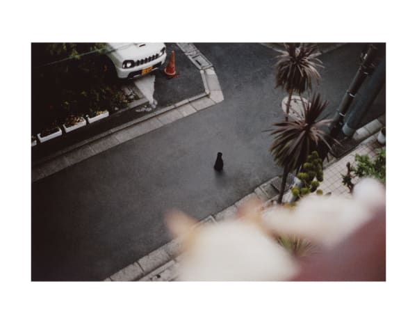 NEKO Project, Yasushi Mori - Untitled from Hey! Hattori