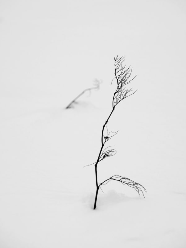 Yoshinori Saito, Ekasi, 2013