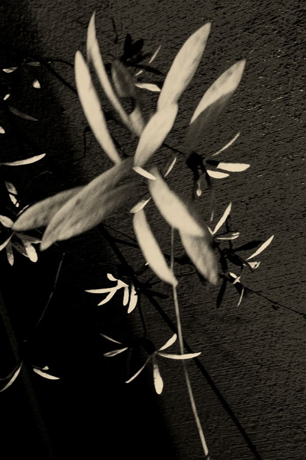 Paul Cupido, Euphoria, 2019