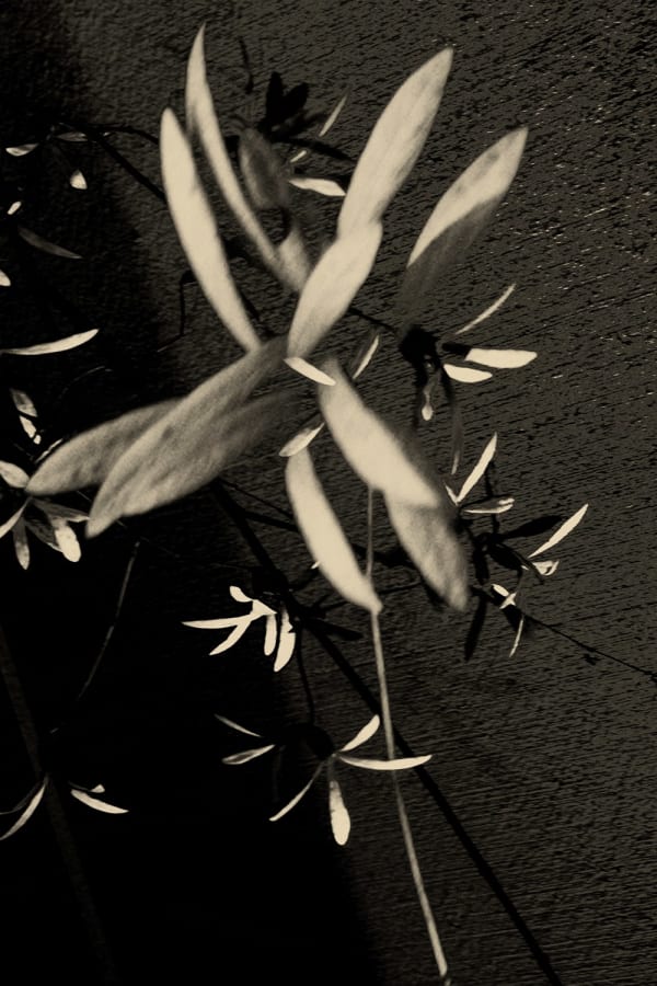 Paul Cupido, Euphoria, 2019