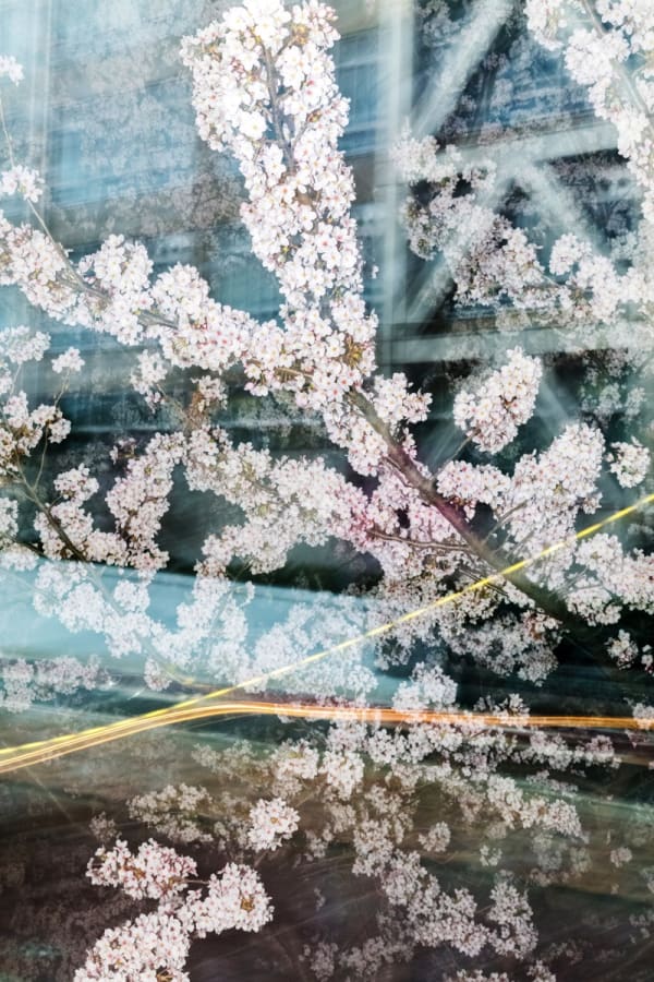 Yoshinori Mizutani, Sakura 027, 2015