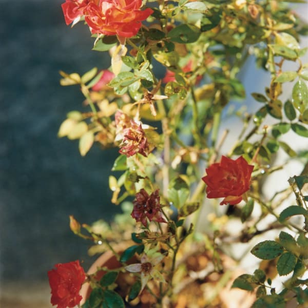 Mikiko Hara, Untitled from Medeia (#297)