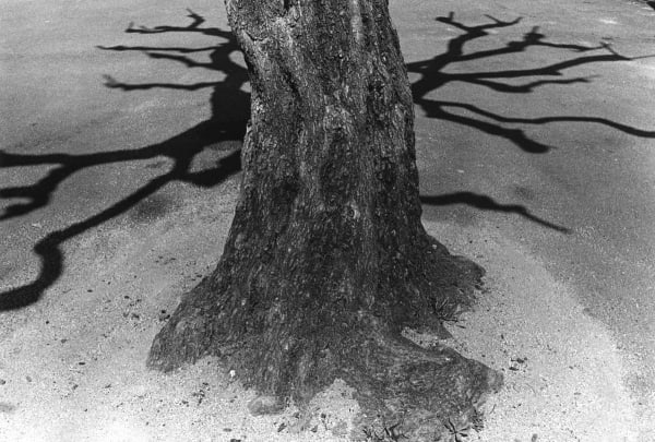 Asako Narahashi, Untitled (Plate 1064), from Nu-e, 1993/2017