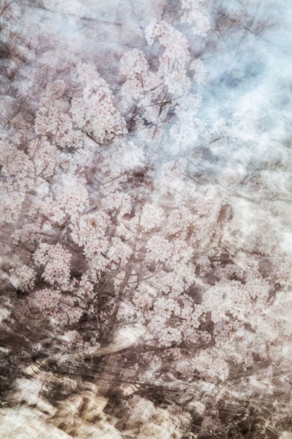 Yoshinori Mizutani, Sakura 012, 2015